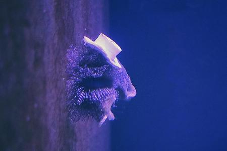 Sea Urchin Hat
