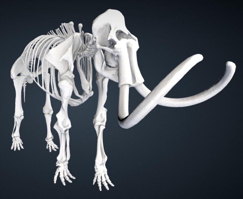 Mammuthus primigenius (Blumbach)