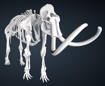 Mammuthus primigenius (Blumbach)