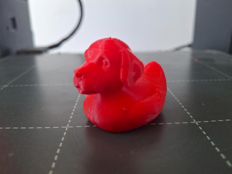 Labrador Duck