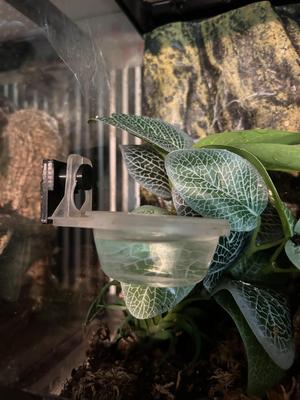 Zoomed arboreal feeding cup mount