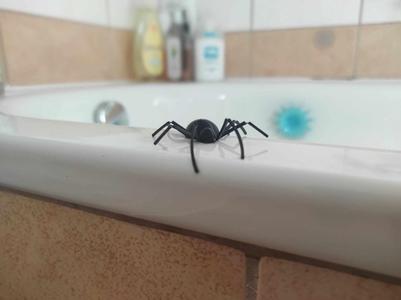 Prank Spider