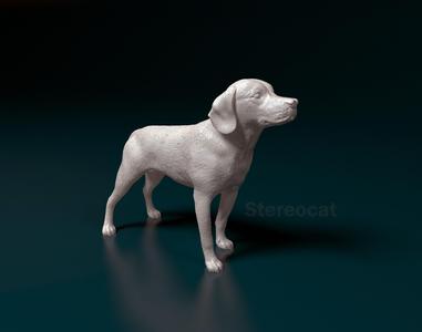 Beagle