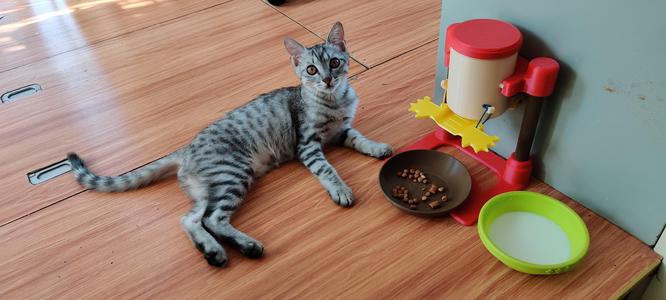 Poor man's Cat Food Dispenser