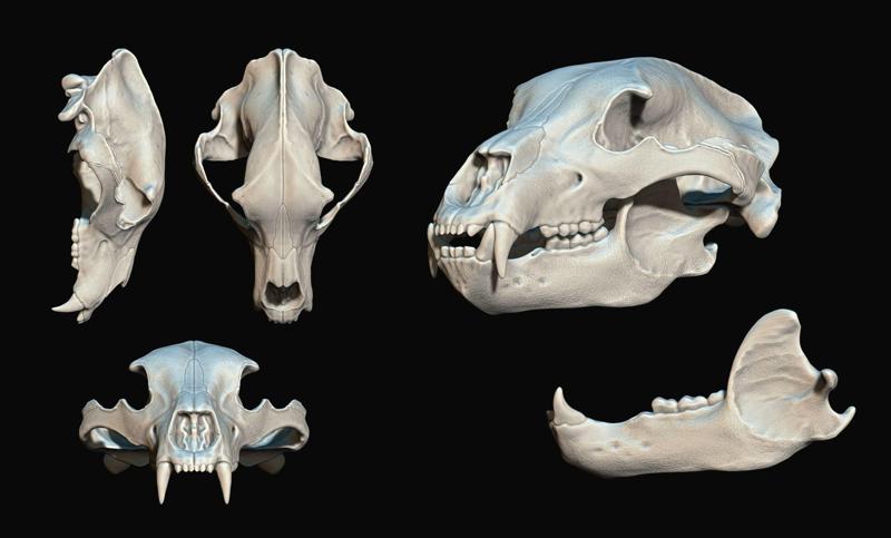 Brown Bear Skull - Ursus arctos -