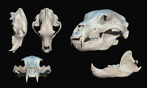 Brown Bear Skull - Ursus arctos -