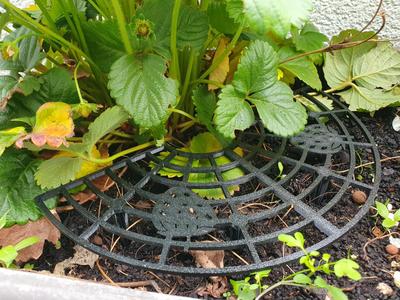 Round Strawberry Grid