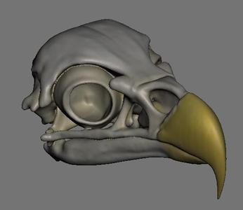 More Bird Skulls
