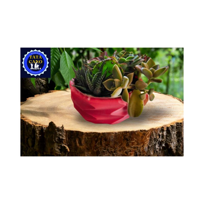 Maceta Suculentas (Succulent Planter)