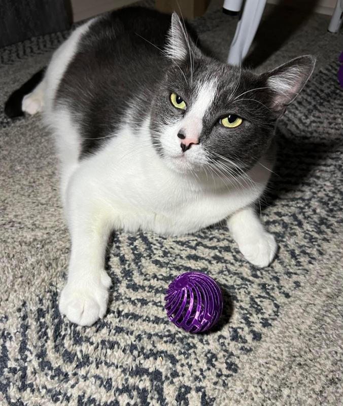 Cat toy