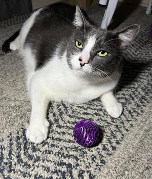 Cat toy