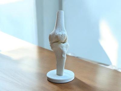 Anatomical Knee Model (from real CT)