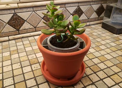 4.3" Jade Planter-w/ Aeration prevents root rot