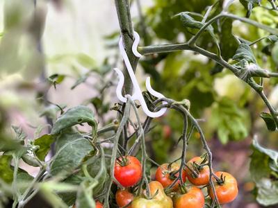 Double Plant Hook & Tomato Hook Raceme Hook