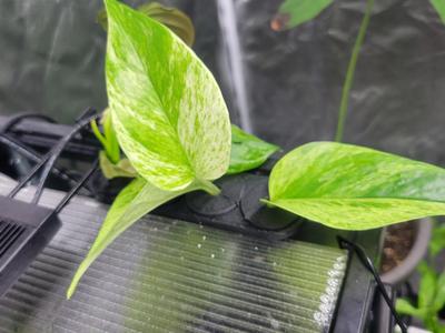 Aquarium Plant Propagator 