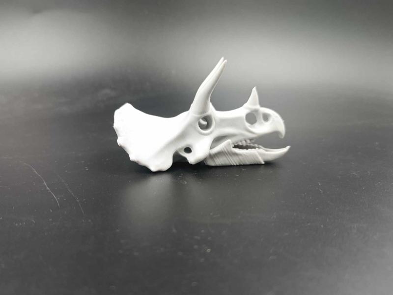 Triceratops Skull