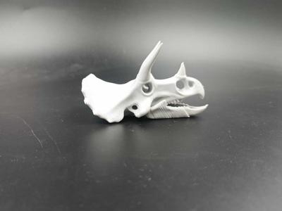 Triceratops Skull