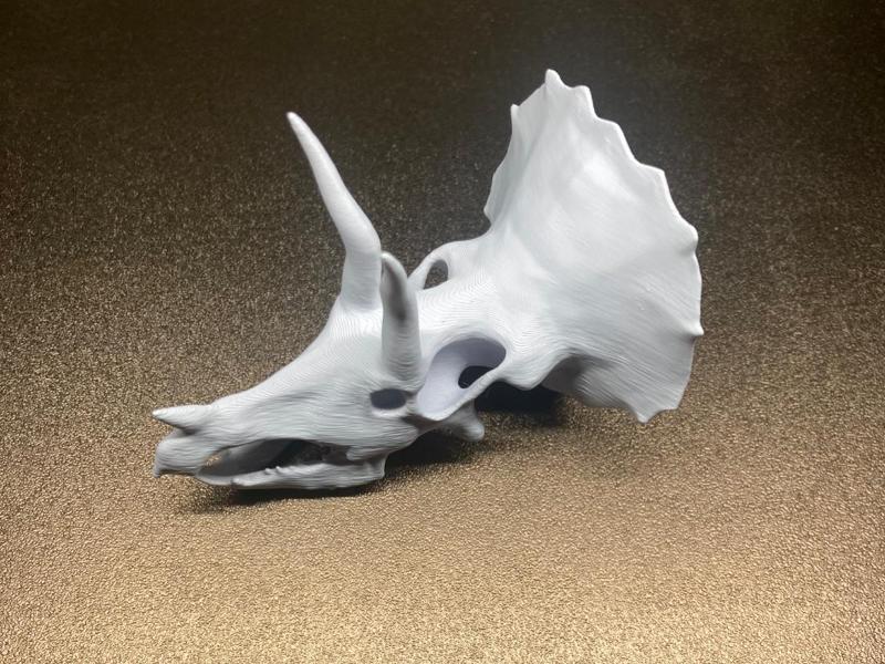 Skull triceratops 