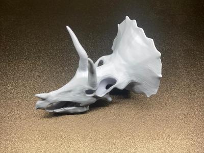 Skull triceratops 
