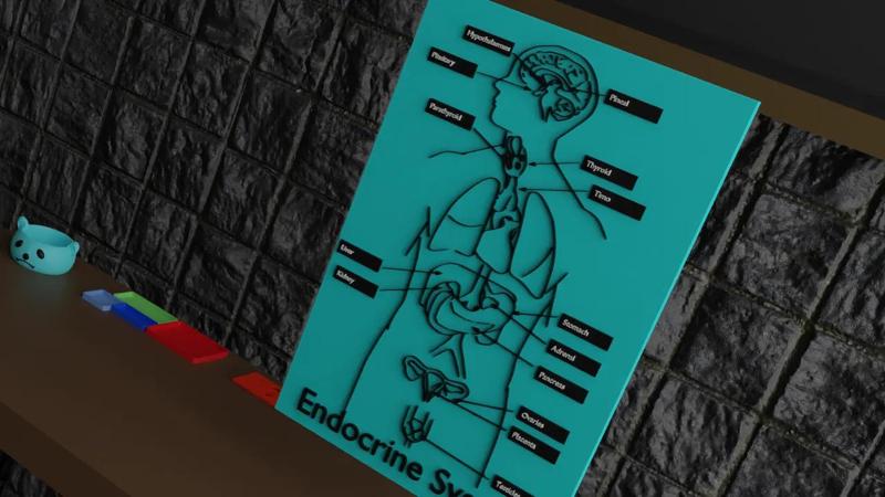 Endocrine system puzzle   
