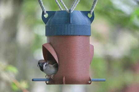 Bird Feeder   