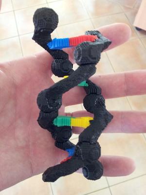 Educational DNA Model