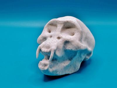 Monkey skull