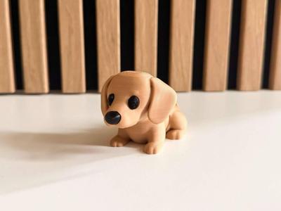 Flexi dachshund dog