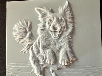 Border collie relief