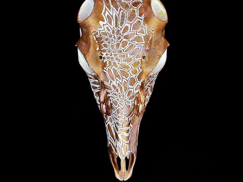 "Hex Camo" Deer Skull antler mount
