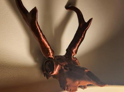 Pronghorn Skull