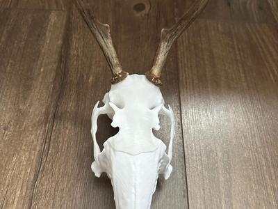 Jackalope Skull  For Antlers