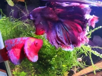Betta Flare Stick