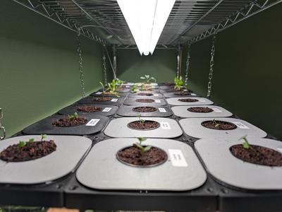 Parts for Kratky hydroponics in square deli containers