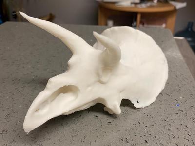 dinosaur skull- triceratops