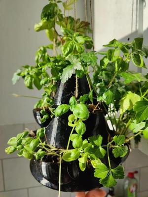 Basil Tower/ Hanging Herb Planter   