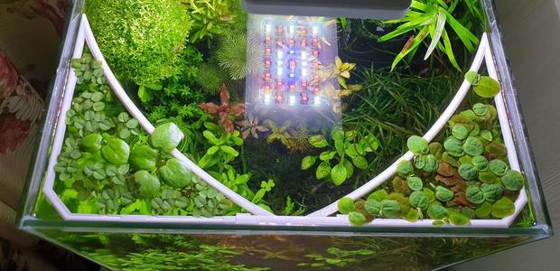 Aquarium holder for floating plants