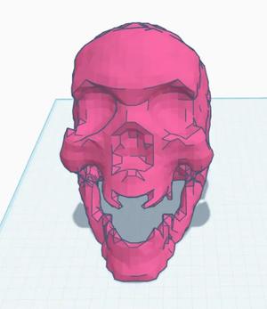 skull head with articulated jaw