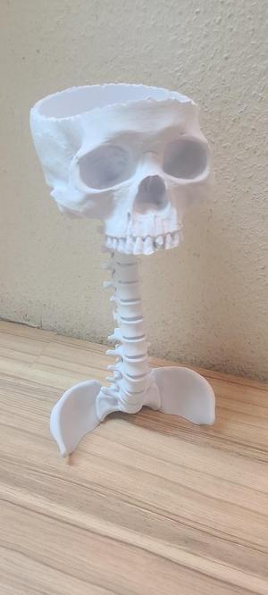 skull bowl on spine