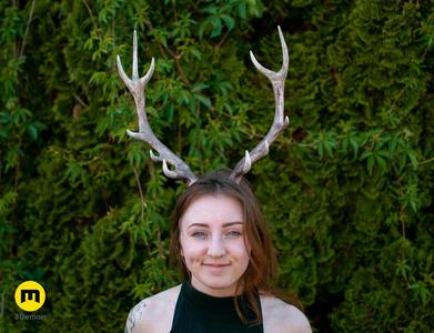 Red Deer antlers