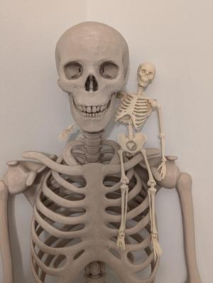 Articulated Skeleton