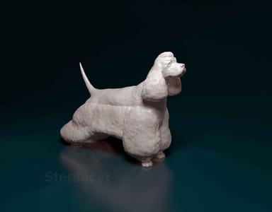 American Cocker Spaniel
