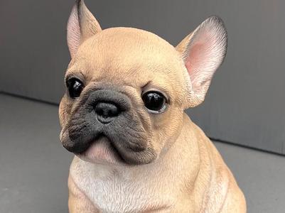 French Bulldog Puppy