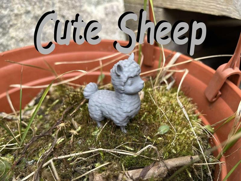 Cute sheep