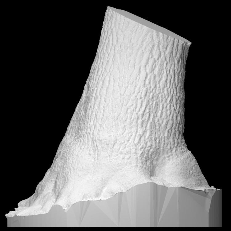 Yosemite Hollow Tree PhotoScan