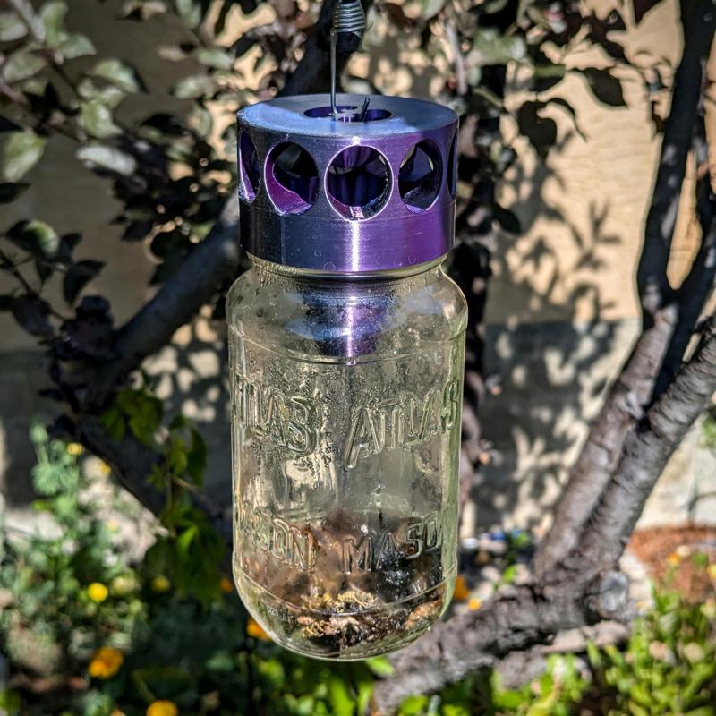 Mason Jar Wasp Trap
