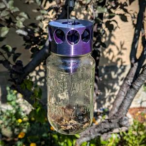 Mason Jar Wasp Trap