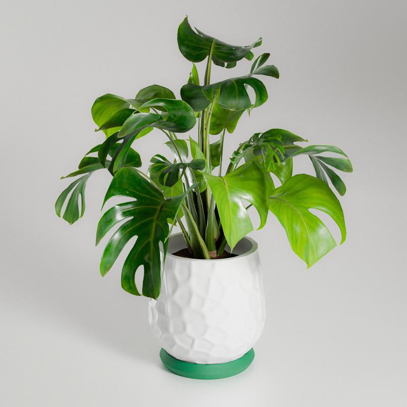 Nido planter