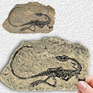 keichousaurus replica in matrix dinosaur fossil decoration