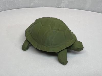 A Standing Tortoise